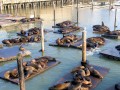 San-Francisco---Fishermans-Warf.jpg