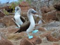 blue-footed_boobies.jpg