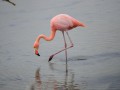 flamingo.jpg